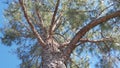 An evergreen pinecone tree Royalty Free Stock Photo