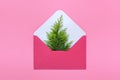 Evergreen plant branch in pink envelope