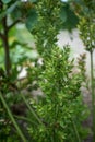 Butcher`s-broom, Ruscus aculeatus, close up view