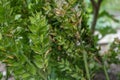 Butcher`s-broom, Ruscus aculeatus, close up view