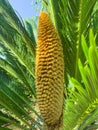 Evergreen plant Cycas rumphii cone. Studio Photo Royalty Free Stock Photo