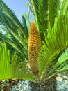 Evergreen plant Cycas rumphii cone. Studio Photo Royalty Free Stock Photo