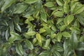 Evergreen plant of Sarcococca hoockeriana with fruit Royalty Free Stock Photo