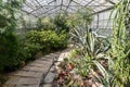 Evergreen plants and cactus in botanical garden orangery. Glasshouse with exotic desert plants grow Royalty Free Stock Photo