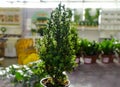Evergreen plants - Chamaecyparis cypress trees in pots on the shelve at garden shop