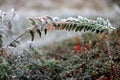 On evergreen plants condensation condenses to ice when cold