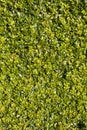 Evergreen privet hedge background Royalty Free Stock Photo