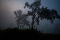 Evergreen rainforest mountains captured during an early foggy morning at Kaziranga National Park, Assam, Northeast, India. Royalty Free Stock Photo