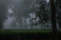 Evergreen rainforest mountains captured during an early foggy morning at Kaziranga National Park, Assam, Northeast, India. Royalty Free Stock Photo