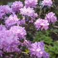 The evergreen Rhododendron hybrid Haaga