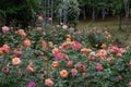 Rose Garden-Rosa chinensis Jacq.