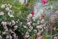 Rose Garden-Rosa chinensis Jacq.