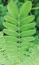 Evergreen ,Senna Plant  Leaf Royalty Free Stock Photo