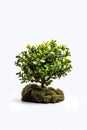 Evergreen Serenity: Green Tree on Transparent Background.