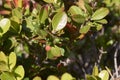 Evergreen shrub of Buxus microphylla