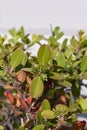 Evergreen shrub of Buxus microphylla