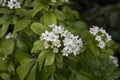 Evergreen shrub of Choisya ternata Royalty Free Stock Photo