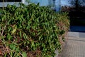 evergreen shrub, climbing plant, does not shed its leaves, Honeysuckle