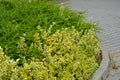 Evergreen shrub or creeping or climbing tree of golden leaf color