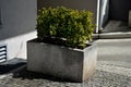 Evergreen shrub or creeping or climbing tree with golden leaves at the terrace of the house. very heavy concrete flower pot in fro Royalty Free Stock Photo