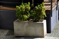 Evergreen shrub or creeping or climbing tree with golden leaves at the terrace of the house. very heavy concrete flower pot in fro Royalty Free Stock Photo