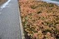 An evergreen shrub or a creeping or climbing tree with golden leaves, it turns brown-red, salmon or pink in autumn. raised flowerb