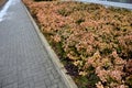 An evergreen shrub or a creeping or climbing tree with golden leaves, it turns brown-red, salmon or pink in autumn. raised flowerb