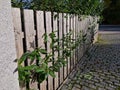 An evergreen shrub in front of a fence of light wood planks will improve Royalty Free Stock Photo