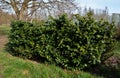 An evergreen shrub in front of a fence of light wood planks will improve opacity ofstreet, old large bushes, brick, wall,