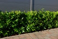 An evergreen shrub in front of a fence of light wood planks will improve the opacity of the street Royalty Free Stock Photo