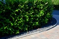 An evergreen shrub in front of a fence of light wood planks will improve the opacity of the street