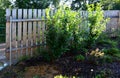 An evergreen shrub in front of a fence of light wood planks will improve the opacity of the street Royalty Free Stock Photo