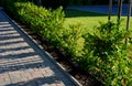 An evergreen shrub in front of a fence of light wood planks will improve the opacity of the street Royalty Free Stock Photo
