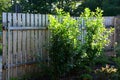 An evergreen shrub in front of a fence of light wood planks will improve the opacity of the street Royalty Free Stock Photo