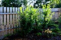 An evergreen shrub in front of a fence of light wood planks will improve the opacity of the street Royalty Free Stock Photo