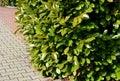 An evergreen shrub in front of a fence made of light wooden planks will improve the opacity of the street. protects the garden fro