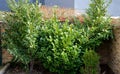 An evergreen shrub in front of a fence made of light wooden planks will improve the opacity of the street. protects the garden fro