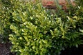 An evergreen shrub in front of a fence made of light wooden planks will improve the opacity of the street. protects the garden fro