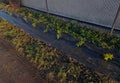 An evergreen shrub in front of a light wood wire fence will improve the opacity