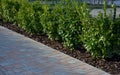 An evergreen shrub in front of a light wood wire fence will improve the opacity of the street. drip irrigation dispenses water int