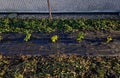 An evergreen shrub in front of a light wood wire fence will improve the opacity