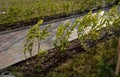 An evergreen shrub in front of a light wood wire fence will improve the opacity of the street. drip irrigation dispenses water int