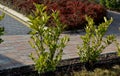 An evergreen shrub in front of a light wood wire fence will improve the opacity of the street. drip irrigation dispenses water int