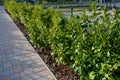 An evergreen shrub in front of a light wood wire fence will improve the opacity of the street. drip irrigation dispenses water int