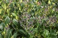 Evergreen shrub of Ligustrum japonicum Royalty Free Stock Photo