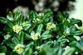 Evergreen shrub plant Pittosporum tobira, Japanese cheesewood branches with leaves on blurred background. Royalty Free Stock Photo