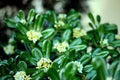 Evergreen shrub plant Pittosporum tobira, Japanese cheesewood branches with leaves on blurred background. Royalty Free Stock Photo