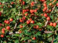 Evergreen shrub with small, glossy, dark green leaves and bright red fruits of bearberry cotoneaster Cotoneaster dammeri Royalty Free Stock Photo