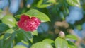 Evergreen Shrub Or Small Tree. Pretty Garden Flowers. Camellia Bloom On Green Bush. Close up. Royalty Free Stock Photo