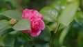 Evergreen Shrub Or Small Tree. Pretty Garden Flowers. Camellia Bloom On Green Bush. Royalty Free Stock Photo